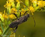 Broad-headed Bug