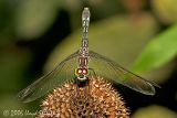 Blue Dasher  (female)