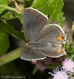 Gray Hairstreak