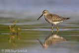 Stilt Sandpiper