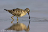Stilt Sandpiper