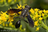 Grass-carrying Wasp