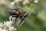 Tachinid Fly