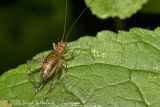 Winged Bush Cricket