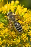 Hairy-banded Andrena (Mining Bee)