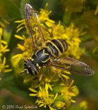 Syrphid (Hover) Fly