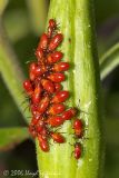 Large Milkwood Bugs (nymphs)