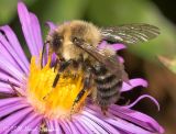 Common Eastern Bumble Bee