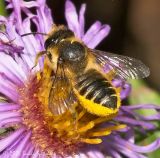 Leaf-cutter Bee (female)