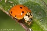 Multicolored Asian Lady Beetle