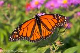 Monarch (male)