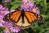 Monarch (male)