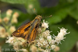 Sachem (male)