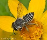 Small Leaf-cutter Bee (female)
