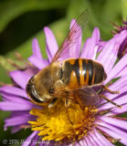 Drone Fly (female)