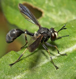 Thick-headed Fly