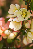 Flowering Quince