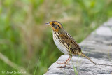 Saltmarsh Sparrow