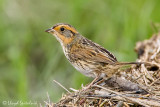 Saltmarsh Sparrow