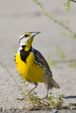 Eastern Meadowlark