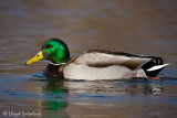 Mallard
