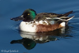 Northern Shoveler (adult male)