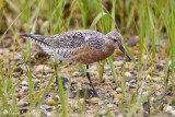 Red Knot