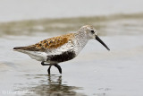 Dunlin