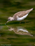 Solitary Sandpiper