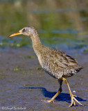 Clapper Rail