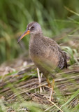 Clapper Rail