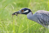 Yellow-crowned Night-Heron