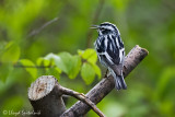 Black-and-white Warbler