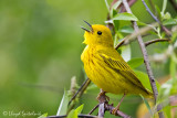 Yellow Warbler