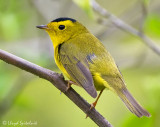 Wilsons Warbler