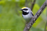 Golden-winged Warbler