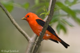 Scarlet Tanager