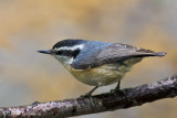 Red-breasted Nuthatch