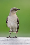 Northern Mockingbird