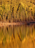 Evening Fall Colors