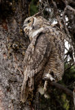 Great Horned Owl