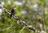 Song Sparrow & Thorny Conductor