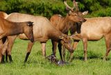 Elk & Newborn Calf