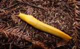 Banana Slug