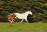 Horse & Colt Running