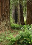 Redwoods
