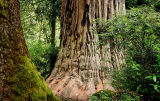 Redwoods
