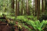 Redwoods