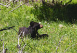 Black Bear