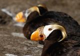 Tufted Puffin